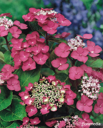 Hydrangea macrophylla 'Rotkehlchen'